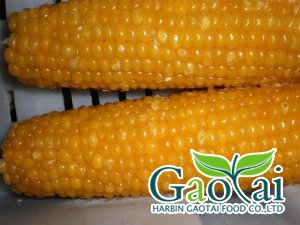 IQF sweet corn on cob